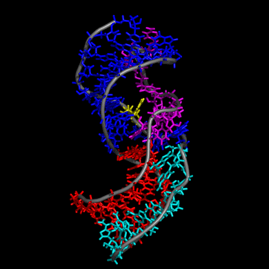 Rotating tertiary structure of telomerase RNA