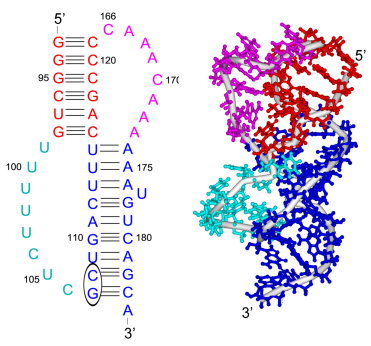 Secondary and tertiary structure of telomerase RNA