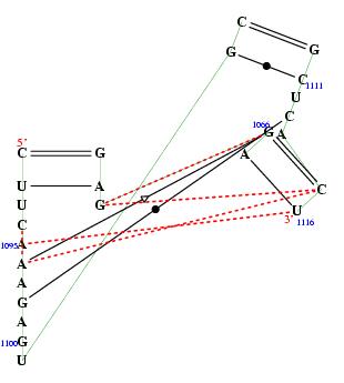 secondary structure of junction 3880