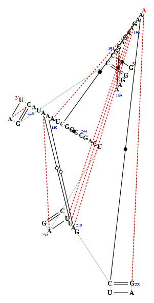 secondary structure of junction 4446