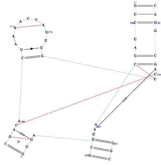 secondary structure of junction 5833