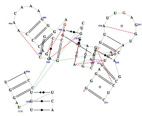 secondary structure of junction 5836