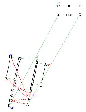 secondary structure of junction 7751